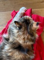 22870948-E529-4CF3-AA0F-EB30688C9FCA