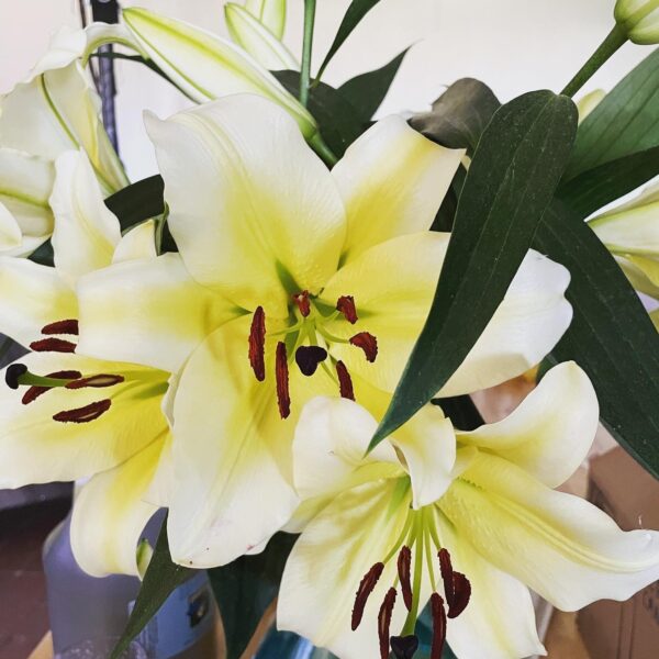 Butter Ocean Jupiter in Pisces Altar Flowers 2 Butter Ocean Jupiter in Pisces Altar Flowers 2