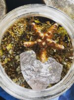 Butter Ocean Jupiter in Pisces Altar Starfish