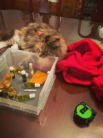 Butter Ocean Jupiter in Pisces Altar Sumo