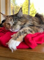 DF0ECD8D-C4A7-453D-8922-58B8A7C6C51D