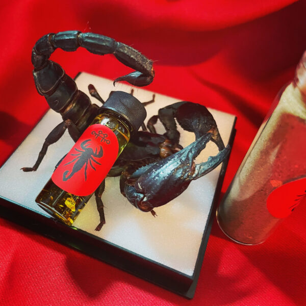 Antares Emperor Scorpion Antares Emperor Scorpion