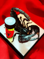 Antares Emperor Scorpion Subset