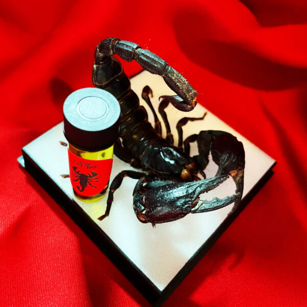 Antares Emperor Scorpion Subset Antares Emperor Scorpion Subset