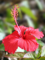 Hibiscus_flower_TZ