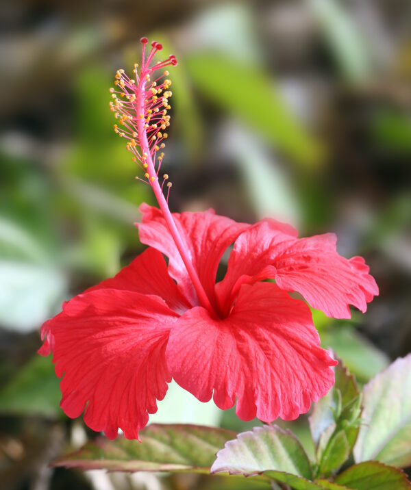 Hibiscus_flower_TZ