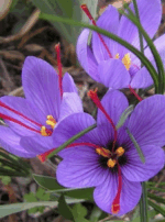 Screen Shot 2023-02-07 at 1.27.49 PM