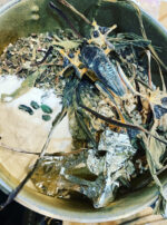 Mercury in Gemini Froggy 1