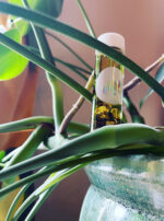 Mercury in Gemini Froggy Oil