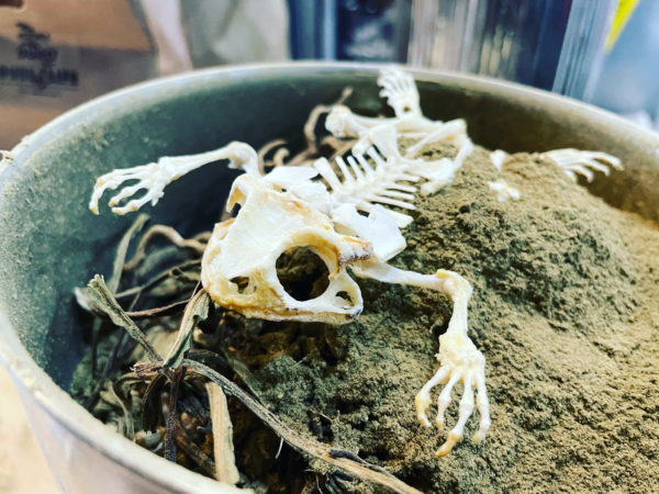 Mercury in Gemini Froggy skeleton Mercury in Gemini Froggy skeleton