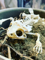 Mercury in Gemini Froggy skeleton