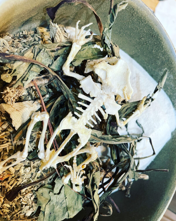 Mercury in Gemini Froggy skeleton Mercury in Gemini Froggy skeleton