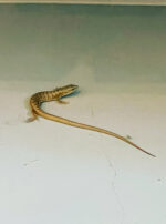 Mercury in Gemini Sync Lizard Froggy