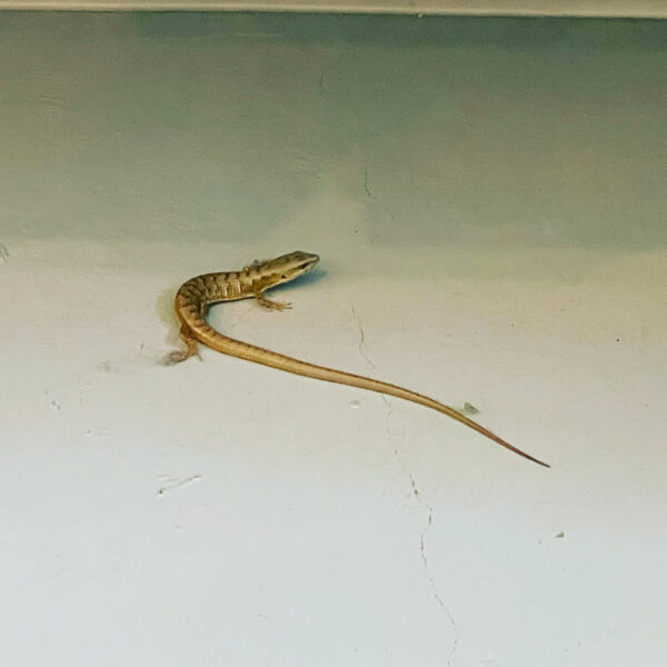 Mercury in Gemini Sync Lizard Froggy Mercury in Gemini Sync Lizard Froggy