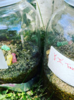 Mercury in Gemini Tincture