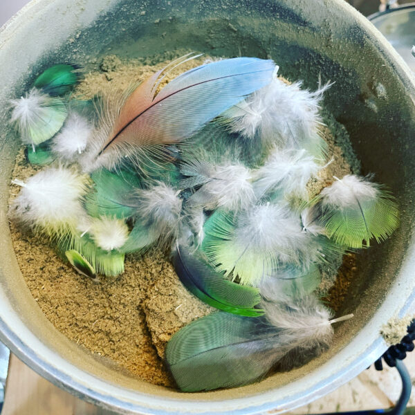 Mercury in Gemini parrot feathers main series incense powder