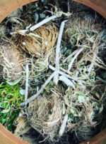 Asclepius Water Still Pot