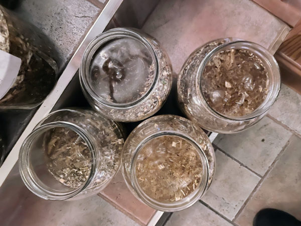 Saturn in Aquarius Anointing Oils Pouring Saturn in Aquarius Anointing Oils Pouring