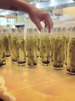 Saturn in Aquarius Anointing Oils Rollers