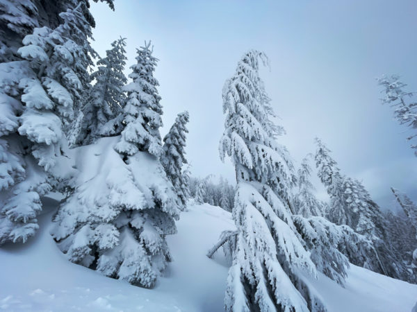 Saturn in Aquarius Frozen Trees Saturn in Aquarius Frozen Trees