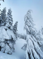 Saturn in Aquarius Frozen Trees