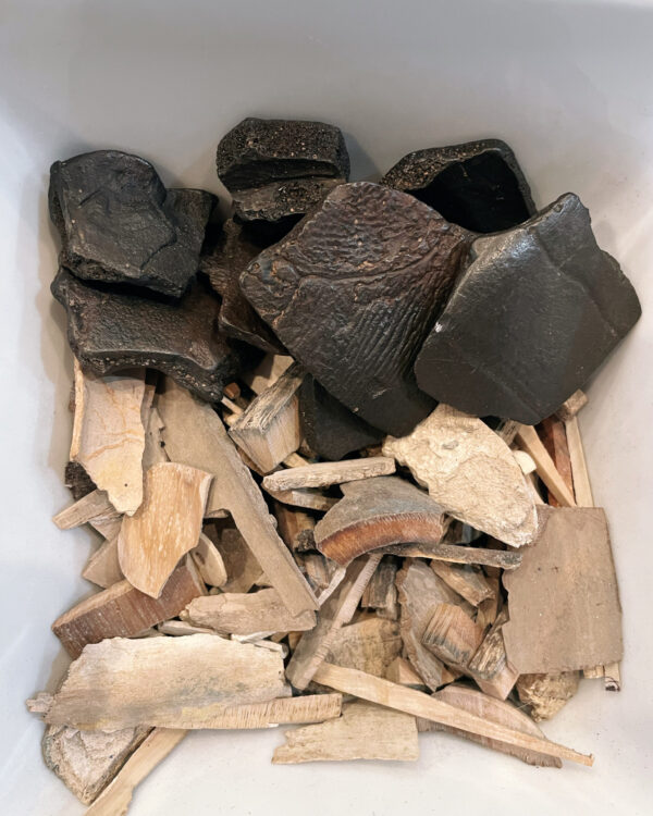 Saturn in Aquarius Mammoth Tortoise Saturn in Aquarius Mammoth Tortoise