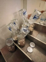 Saturn in Aquarius Tincture