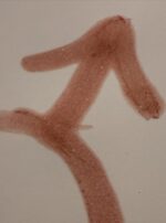 20562DE2-2E1C-43E2-8B76-A527201574E9