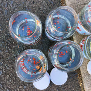 Mars-Jupiter Kolonía