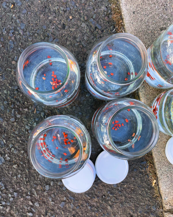 Mars-Jupiter Kolonia