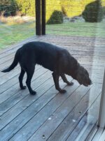 Mars-Jupiter hunting hound dog