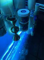 Exalted Luna Incense 2