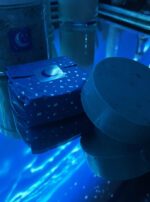 Exalted Luna Spell Soap