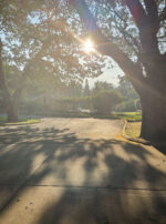Golden Sol Sun in Leo Sphere and Sundry Sun through trees main