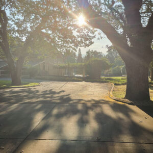 The Torch of First Light Incense + Powder