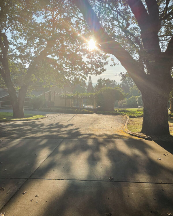 Golden Sol Sun in Leo Sphere and Sundry Sun through trees main Golden Sol Sun in Leo Sphere and Sundry Sun through trees main