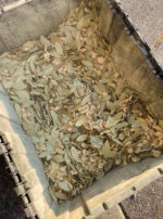 Herbs Golden Sol Sun in Leo Sphere and Sundry