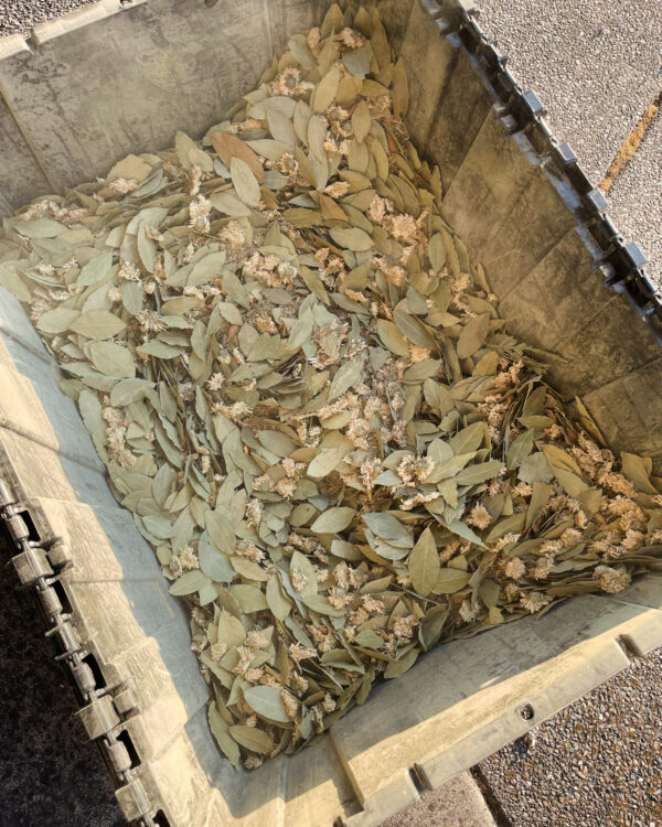 Herbs Golden Sol Sun in Leo Sphere and Sundry Herbs Golden Sol Sun in Leo Sphere and Sundry