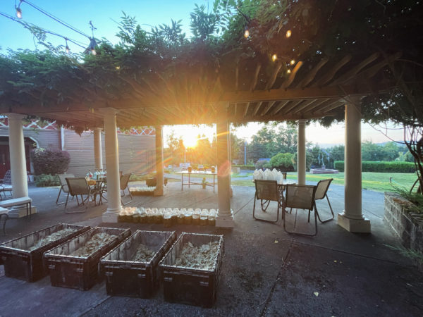 Sunrise Wisteria Main Golden Sol Sun in Leo Sphere and Sundry Sunrise Wisteria Main Golden Sol Sun in Leo Sphere and Sundry