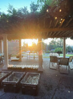 Sunrise Wisteria Main Golden Sol Sun in Leo Sphere and Sundry