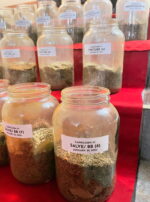 Capricorn III Salve Body Butter Tincture