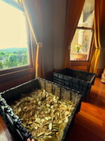 Golden Titan Incense Powder