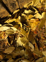 Incense Powder Consecration Light