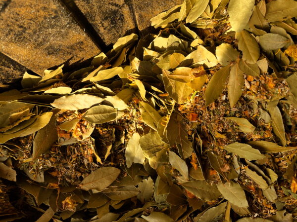 Incense Powder Consecration Light Incense Powder Consecration Light