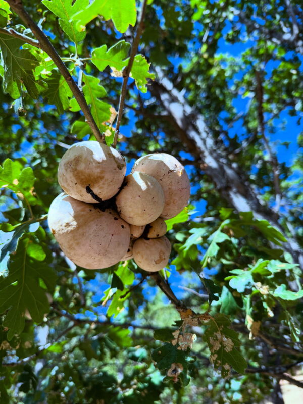 2648F91A-FEA4-4F54-BF2F-DEA5D3369CF9 2648F91A-FEA4-4F54-BF2F-DEA5D3369CF9