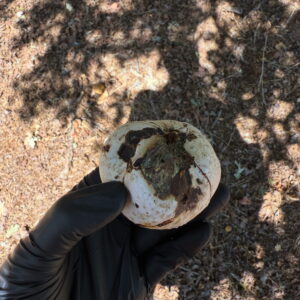 Exalted Mars II Ink + Stain