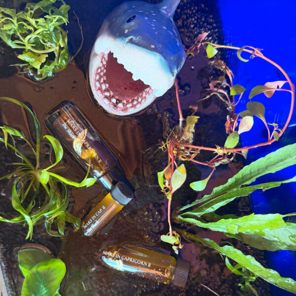 Ferrum Noctis Mars in Capricorn Talismanic Materia Shark Anointing Oil Ferrum Noctis Mars in Capricorn Talismanic Materia Shark Anointing Oil