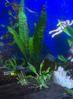 Ferrum Noctis Mars in Capricorn Talismanic Materia Shark Funny Woman Eaten