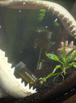 Ferrum Noctis Mars in Capricorn Talismanic Materia Shark Jaw Anointing Oils