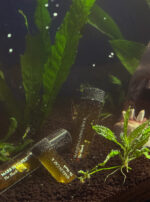 Ferrum Noctis Mars in Capricorn Talismanic Materia Shark Wide Tighter